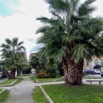 palm-park-photo-reports2