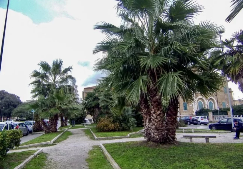 palm-park-photo-reports2